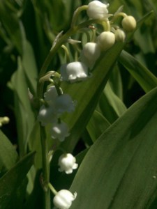 Konwalia majowa (Convallaria majalis) zdjęcie 3