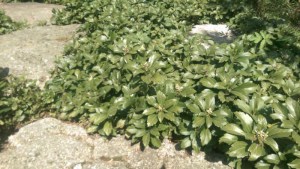 Runianka japońska (Pachysandra terminalis) Green Carpet zdjęcie sadzonki 1