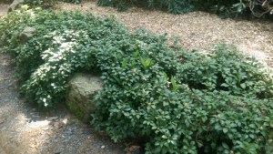 Runianka japońska (Pachysandra terminalis) Green Carpet zdjęcie 3