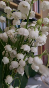 Konwalia majowa (Convallaria majalis) zdjęcie 5