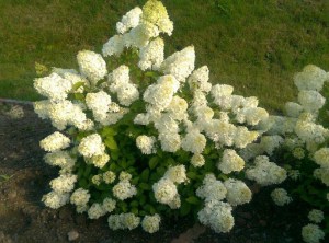 Hortensja bukietowa (Hydrangea paniculata) Diamantino c3 zdjęcie 3