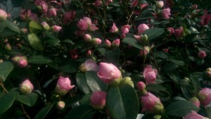 Kamelia japońska (Camelia japonica) E.G. Waterhouse zdjęcie 5