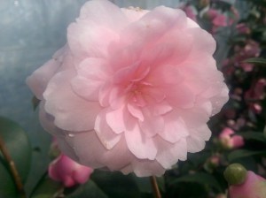 Kamelia japońska (Camelia japonica) E.G. Waterhouse zdjęcie 4