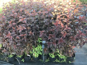 Pęcherznica kalinolistna (Physocarpus opuliofolius) Dart's Gold c2 zdjęcie 1