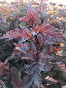 Pęcherznica kalinolistna (Physocarpus opuliofolius) Dart's Gold c2 zdjęcie 1