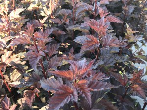Pęcherznica kalinolistna (Physocarpus opuliofolius) Dart's Gold c2 zdjęcie 1
