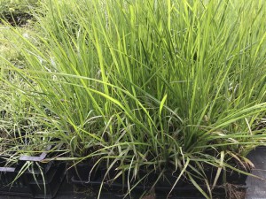 Trawa rozplenica japońska piórkówka (Pennisetum) Moudry zdjęcie