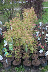 Tawlina jarzębolistna (Sorbaria sorbifolia) Sem c2 zdjęcie sadzonki