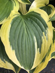 Funkia (Hosta) Grand Marque zdjęcie 1