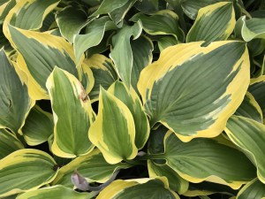 Funkia (Hosta) Grand Marque zdjęcie 1