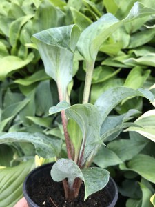 Funkia (Hosta) Grand Marque zdjęcie 1
