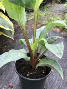 Funkia (Hosta) Grand Marque zdjęcie 1