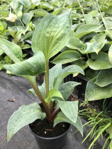 Funkia (Hosta) Grand Marque zdjęcie 1