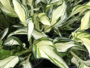 Funkia (Hosta) Grand Marque zdjęcie 1