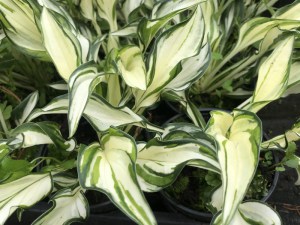 Funkia (Hosta) Grand Marque zdjęcie 1
