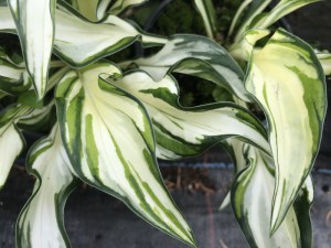 Funkia (Hosta) Grand Marque zdjęcie 1