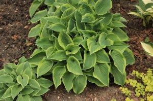 Funkia (Hosta) Veronica Lake zdjęcie 3
