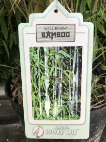 Bambus krzewiasty - Fargesia murielae Ivory Ibis c7,5 zdjęcie 2
