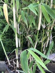 Bambus krzewiasty - Fargesia murielae Ivory Ibis c7,5 zdjęcie 3
