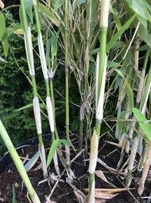 Bambus krzewiasty - Fargesia murielae Ivory Ibis c7,5 zdjęcie 4