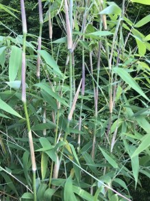 Bambus krzewiasty - Fargesia murielae Ivory Ibis c7,5 zdjęcie 5