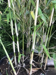 Bambus krzewiasty - Fargesia murielae Ivory Ibis c7,5 zdjęcie 6