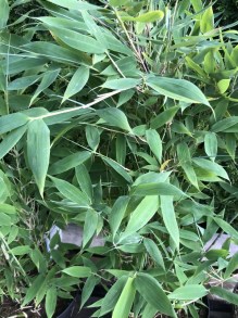 Bambus krzewiasty - Fargesia murielae Blue Lizard c7,5 zdjęcie 3