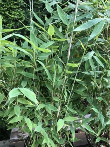 Bambus krzewiasty - Fargesia murielae Blue Lizard c7,5 zdjęcie 4