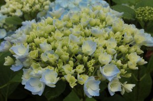 Hortensja ogrodowa (Hydrangea) Homigo c3 zdjęcie 2