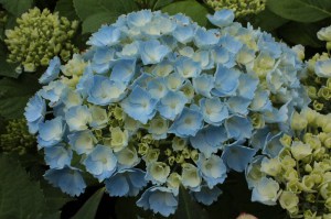 Hortensja ogrodowa (Hydrangea) Homigo c3 zdjęcie 3
