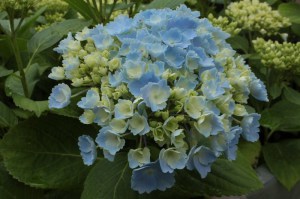 Hortensja ogrodowa (Hydrangea) Homigo c3 zdjęcie 4