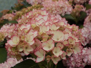 'Hortensja (Hydrangea) Mirai c4 zdjęcie 2' Hortensja (Hydrangea) Mirai c4 zdjęcie 2
