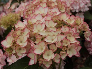 'Hortensja (Hydrangea) Mirai c4 zdjęcie 3' Hortensja (Hydrangea) Mirai c4 zdjęcie 3