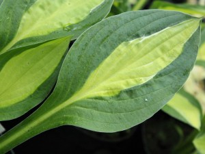 IMG_02971