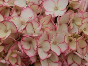 'Hortensja (Hydrangea) Mirai c4 zdjęcie 4' Hortensja (Hydrangea) Mirai c4 zdjęcie 4