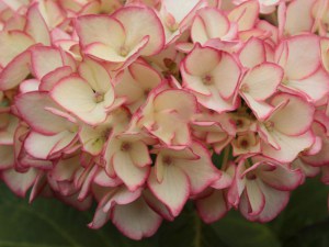 'Hortensja (Hydrangea) Mirai c4 zdjęcie 6' Hortensja (Hydrangea) Mirai c4 zdjęcie 6