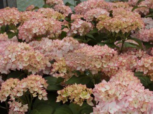 'Hortensja (Hydrangea) Mirai c4 zdjęcie 1' Hortensja (Hydrangea) Mirai c4 zdjęcie 1