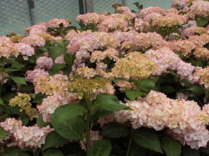'Hortensja (Hydrangea) Mirai c4 zdjęcie 7' Hortensja (Hydrangea) Mirai c4 zdjęcie 7