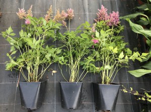 Tawułka japońska (Astilbe japonica) Mainz c2 zdjęcie 1