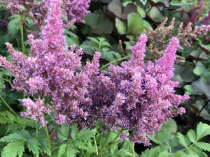 Tawułka japońska (Astilbe japonica) Mainz c2 zdjęcie 1