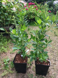 Orszelina olcholistna (Clethra alnifolia) Sixteen Candles zdjęcie 1