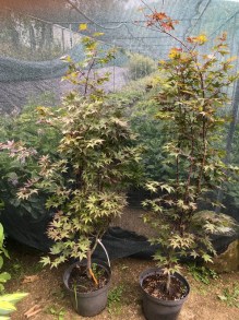 Klon palmowy (Acer palm.) Bloodgood c10 zdjecie drzewek
