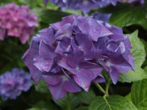 Hortensja ogrodowa (Hydrangea macrophylla) Hobergine zdjęcie 2