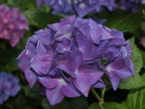 Hortensja ogrodowa (Hydrangea macrophylla) Hobergine zdjęcie 1