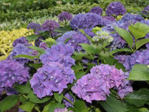 Hortensja ogrodowa (Hydrangea macrophylla) Hobergine zdjęcie 4