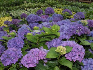 Hortensja ogrodowa (Hydrangea macrophylla) Hobergine zdjęcie 5
