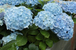 Hortensja ogrodowa (Hydrangea) Homigo c3 zdjęcie 5