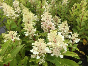 Hortensja bukietowa (Hydrangea) Baby Lace c3 zdjęcie 3