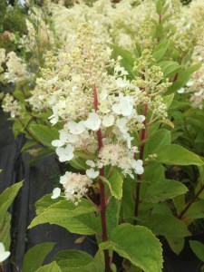 Hortensja bukietowa (Hydrangea) Baby Lace c3 zdjęcie 2