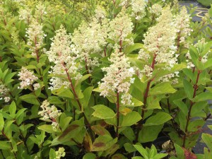 Hortensja bukietowa (Hydrangea) Baby Lace c3 zdjęcie 5